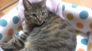 20130528